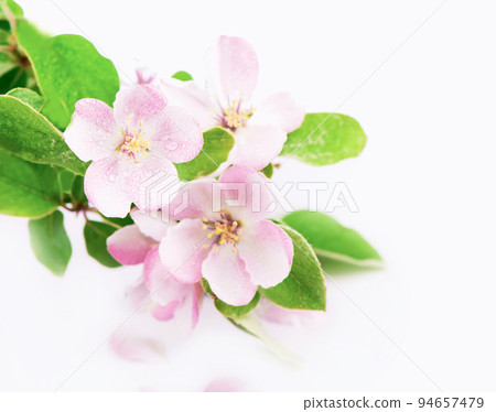 apple tree blossoms. Twig of a young apple tree with green leaves on a white background 94657479