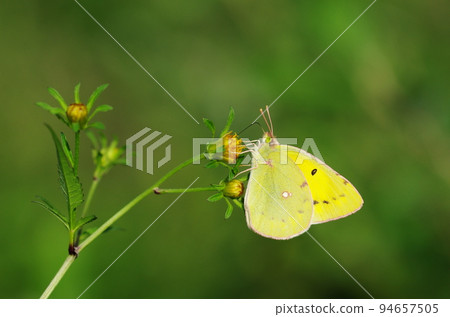 Colias erate 94657505