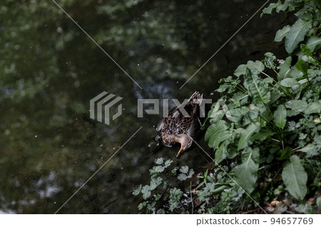 Dead wild duck Dead wild duck 94657769