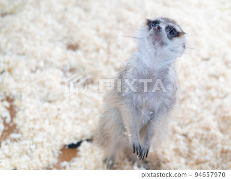 Cute meerkat looking up 94657970