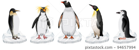 Set of different penguins types standing on ice Set of different penguins types standing on ice 94657994