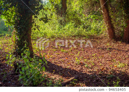 Forest glade on the European woods Forest glade on the European woods 94658405