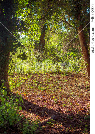 Detail of a forest glade on an European woods Detail of a forest glade on an European woods 94658406
