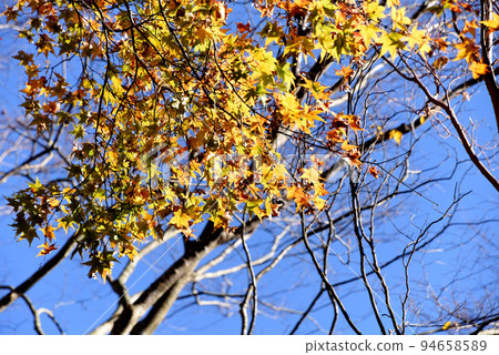 Maple Maple 94658589