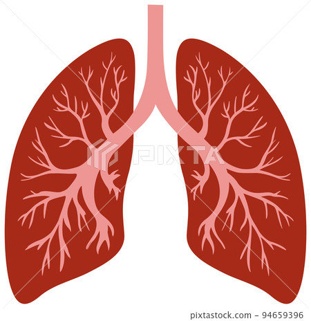 Lungs human icon vector Lungs human icon vector 94659396