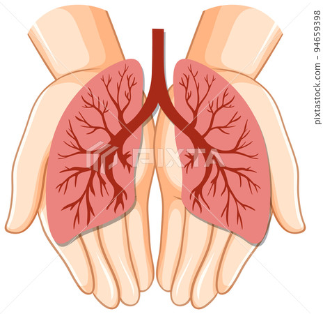 Lungs human icon vector Lungs human icon vector 94659398