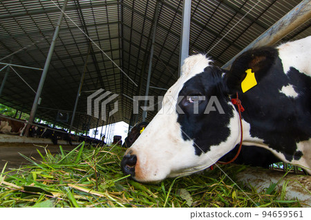 Cows on a green field Cows on a green field 94659561