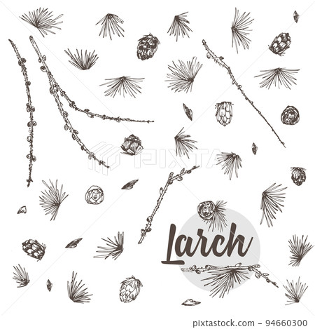 Set ink hand drawn sketch of larch branches with pinecones isolated on white background Good idea for vintage Merry christmas card, new year conifer tree pattern or decorative design. 94660300