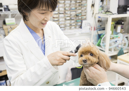 女獸醫在獸醫診所看一隻小狗的耳朵 女獸醫在獸醫診所看一隻小狗的耳朵 94660543