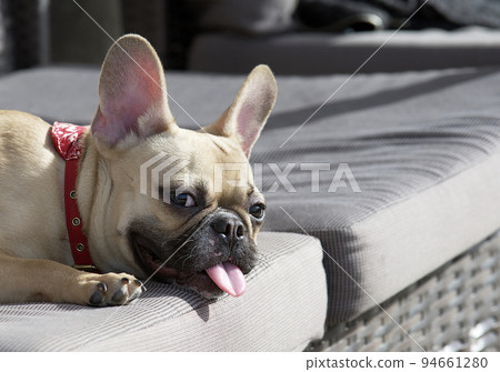 A French Bulldog breed dog lies on a deck chair on an oceanic beach, sticking its tongue out from the heat and looking attentively into the camera. A French Bulldog breed dog lies on a deck chair on an oceanic beach, sticking its tongue out from the heat and looking attentively into the camera. 94661280