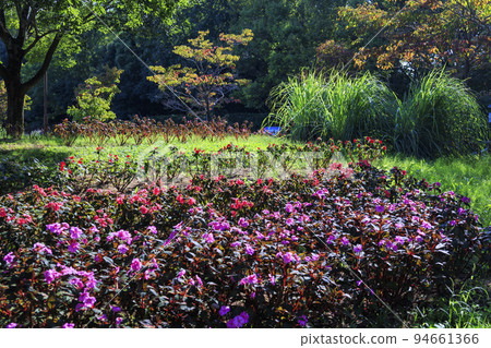 Umamikyuryo 公園 秋天的花朵盛開 Umamikyuryo 公園 秋天的花朵盛開 94661366