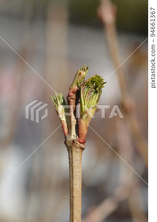 Guelder rose Guelder rose 94661367