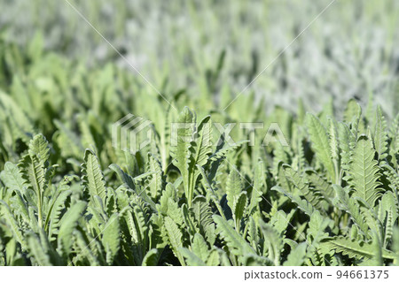 Fringed Lavander 94661375