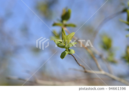 Tatarian honeysuckle 94661396