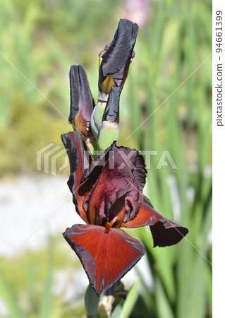 Tall bearded iris Spartan 94661399