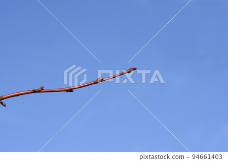 Caucasian lime 94661403