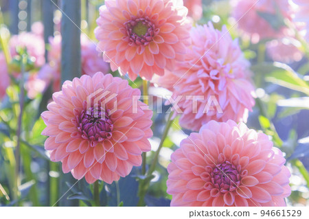 瑪米山公園達莉亞花園盛開 94661529