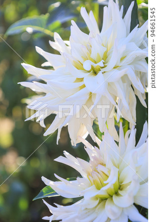 瑪米山公園達莉亞花園盛開 94661545