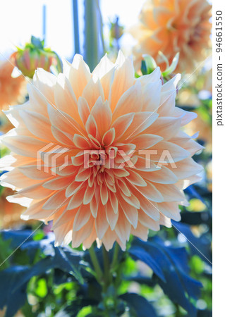 瑪米山公園達莉亞花園盛開 瑪米山公園達莉亞花園盛開 94661550