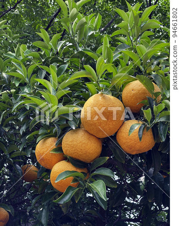 Citrus Citrus 94661802