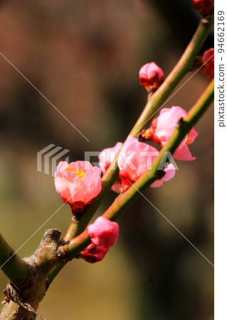 小巧可愛的粉色梅花 94662169