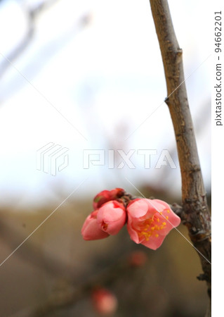 Small and cute pink plum blossoms 94662201
