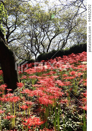 Manjushage Festival at Gongendo Park (Saitama Prefecture) 94662202