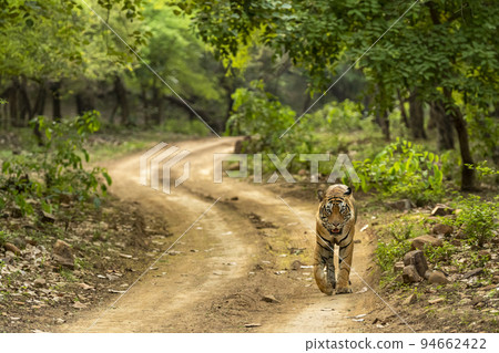 wild adult bengal male tiger or panthera tigris tigris walking on forest track in natural scenic green background at ranthambore national park tiger reserve sawai madhopur rajasthan india asia 94662422