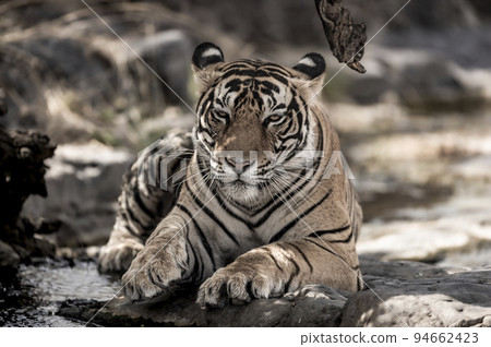 ranthambore wild male bengal tiger extreme close up Fine art image or portrait at ranthambore national park or tiger reserve rajasthan india - panthera tigris tigris 94662423