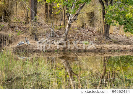 Two wild female tigers or siblings with reflection in water and in natural scenic background at bandhavgarh national park forest madhya pradesh india - panthera tigris tigris Two wild female tigers or siblings with reflection in water and in natural scenic background at bandhavgarh national park forest madhya pradesh india - panthera tigris tigris 94662424
