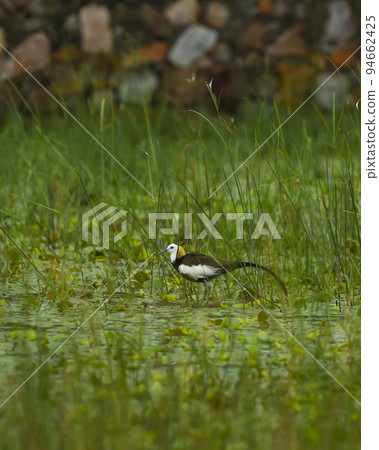 pheasant tailed jacana or Hydrophasianus chirurgus in natural green background during monsoon season at wetland of chandlai lake area jaipur rajasthan india asia pheasant tailed jacana or Hydrophasianus chirurgus in natural green background during monsoon season at wetland of chandlai lake area jaipur rajasthan india asia 94662425