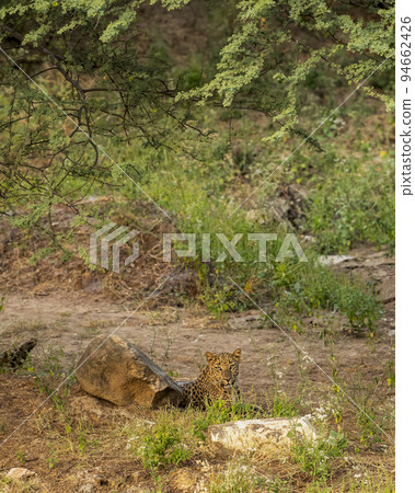 wild female leopard or panther or panthera pardus fusca resting in her territory during monsoon green season outdoor wildlife safari at jhalana forest reserve jaipur rajasthan india asia wild female leopard or panther or panthera pardus fusca resting in her territory during monsoon green season outdoor wildlife safari at jhalana forest reserve jaipur rajasthan india asia 94662426