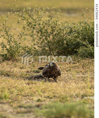 Booted eagle or Hieraaetus pennatus with a Spiny tailed lizard kill in claws in an open field during winter migration at tal chhapar sanctuary churu rajasthan India asia 94662434