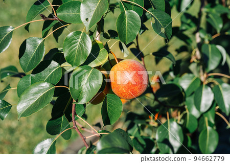 Closeup photo of some ripe red apples hanging on a brunch in summer garden Closeup photo of some ripe red apples hanging on a brunch in summer garden 94662779