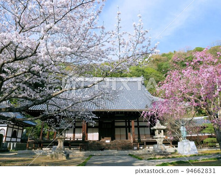 Shorenji Temple and cherry blossoms on the grounds (Takehara City, Hiroshima Prefecture) 94662831