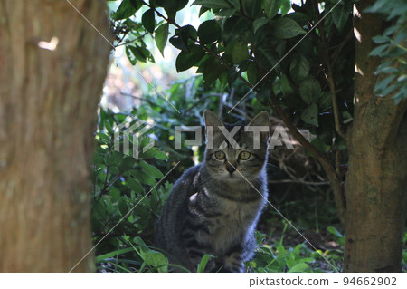 kitten in the grove kitten in the grove 94662902