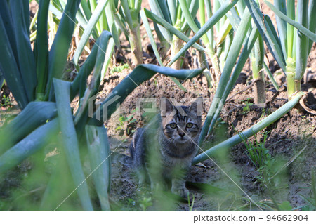 kitten in the field kitten in the field 94662904