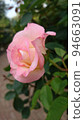 Flowers blooming in the spring park 94663091