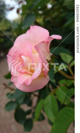 Flowers blooming in the spring park Flowers blooming in the spring park 94663091