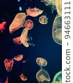 Jellyfish 94663111