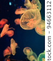 Jellyfish 94663112
