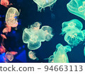 Jellyfish 94663113