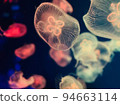 Jellyfish 94663114
