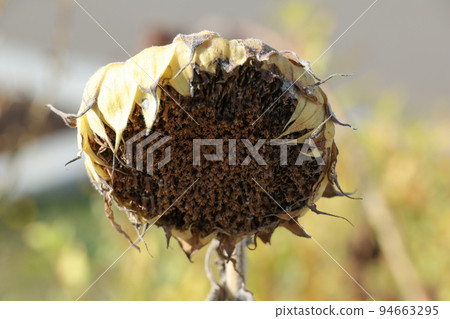 向日葵 植物 種子 向日葵種子 性質 枯萎 秋季 花 蜜蜂 蜜蜂 94663295