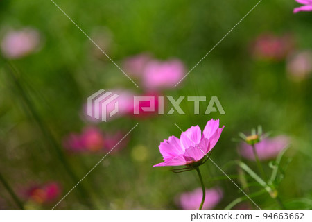 Autumn cherry blossoms (cosmos) coloring the fields in autumn Autumn cherry blossoms (cosmos) coloring the fields in autumn 94663662