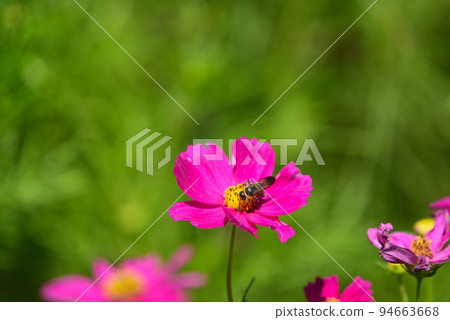 秋天的櫻花（波斯菊）在秋天給田野上色 94663668