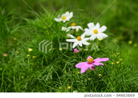 秋天的櫻花(波斯菊)在秋天給田野上色 秋天的櫻花(波斯菊)在秋天給田野上色 94663669