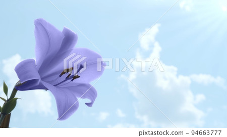 Very peri lily on blue sky background, closeup. Blooming purple lily flower staggers on blue background in sun light. Beautiful natural lilac flower on natural sunny backdrop summer weather  94663777