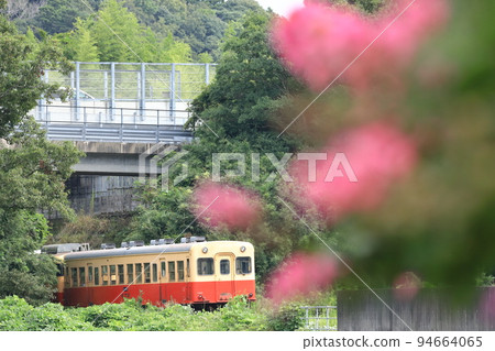 Kominato Railway running under the Ken-O Expressway "Crimson myrtle in the foreground" 94664065