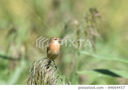 黑喉鴝 黑喉鴝 94664457